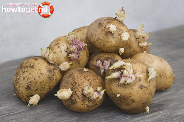 Лечебные свойства и противопоказания ростков картофеля
