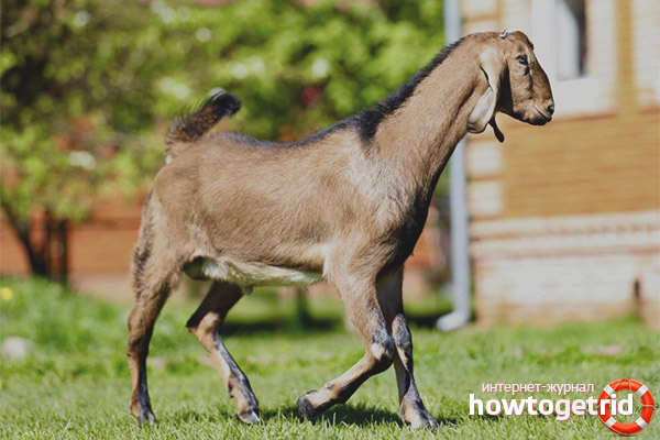Как содержать и ухаживать за козами нубийской породы