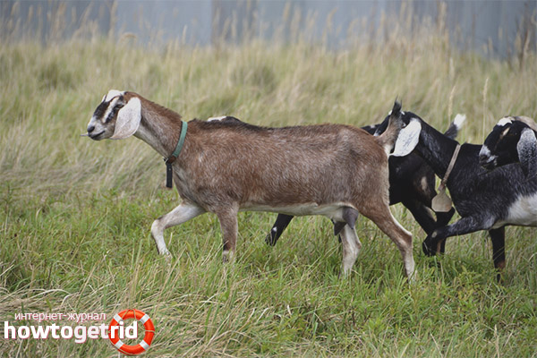 Преимущества и недостатки нубийской породы коз