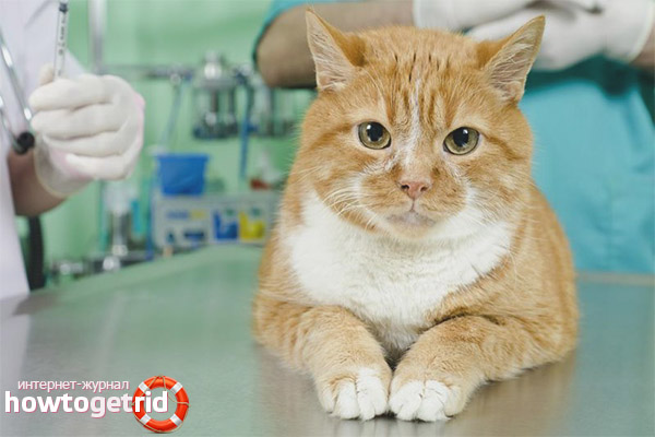 Химическая стерилизация кошек