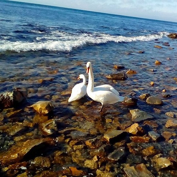 Анапа. Лебеди