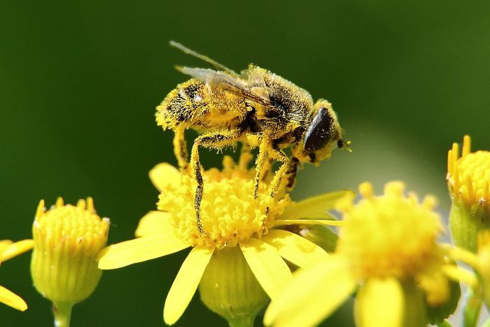 Пчелиная пыльца - Пчела