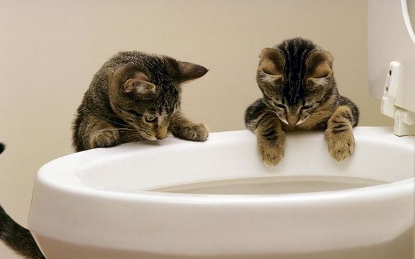 Как понять, что котенок хочет в туалет