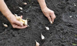 Выращивание и посадка чеснока