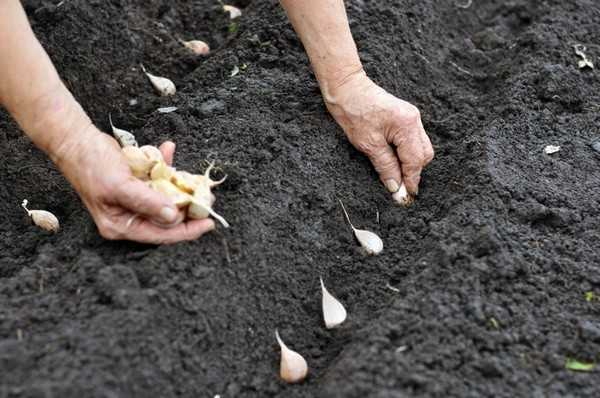 Выращивание и посадка чеснока